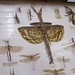 Judith Magee Photo 10