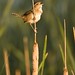 David Salyers Photo 37