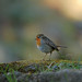 Robin Downs Photo 37