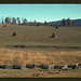 Virginia Field Photo 3