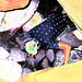 Sharon Downs Photo 11