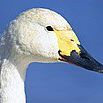 Fred Lang Photo 32