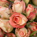Rose Desiderio Photo 7