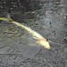 David Fish Photo 26