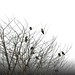Mohammad Hoque Photo 26