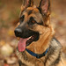 Kelly Shepherd Photo 19