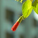 Chi Fu Photo 19
