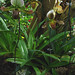 Susan Jaggers Photo 21