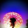 Frances Blevins Photo 15
