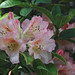 Barbara Larson Photo 31