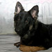Kelli Shepherd Photo 23