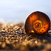 Amber Shell Photo 12