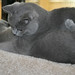 Cindy Dillon Photo 9