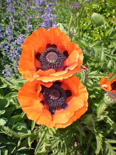 Suzanne Richards Photo 20