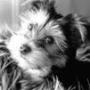 Patricia Dotson Photo 27