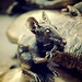 Alice Mui Photo 16