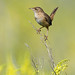 David Salyers Photo 38