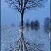 Diane Legere Photo 14
