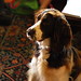 Robin Springer Photo 8