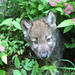 Ronnie Wolf Photo 14