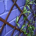 Violet Walling Photo 7