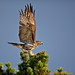 Sandra Hawks Photo 3