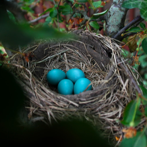 Heather Bird Photo 37