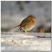 Robin Burns Photo 9