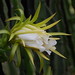 Trang Phan Photo 36