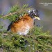 Mary Robins Photo 17