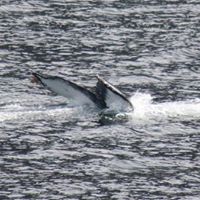 Richard Crooks Photo 36