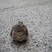 Bertrand Sparrow Photo 3