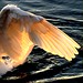 Janice Swan Photo 6