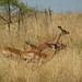 John Herd Photo 42