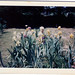 Cynthia Murray Photo 30