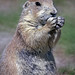 Robert Burrows Photo 20