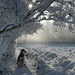 Cindy Snow Photo 26