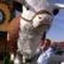 David Schechter Photo 37