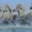 Richard Cavender Photo 13