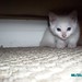 Angelia White Photo 44