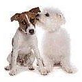 Carol Adams Photo 49