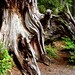 George Macdonald Photo 27