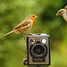 Robin Six Photo 12