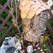 Judy Button Photo 9