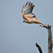Sandra Hawks Photo 10