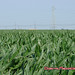 Tracy Fields Photo 17