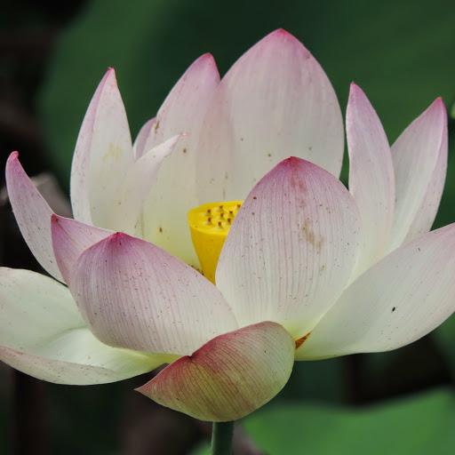 Hanh Do Photo 19