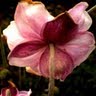 Kathryn Todd Photo 36