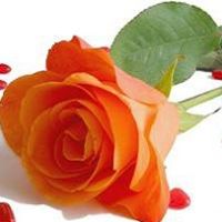 Muhammad Naeem Photo 12