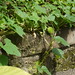 Nan Mu Photo 30